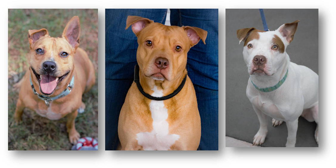 April 27, Adoption Fair - American Pit Bull Terrier Clipart (1139x573), Png Download