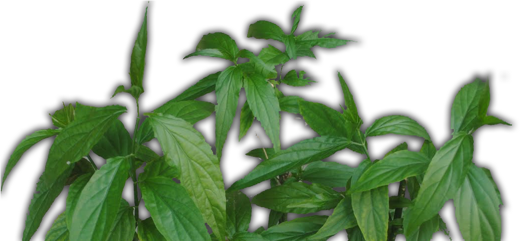 Untitled-1 - Nettle Family Clipart (1146x483), Png Download