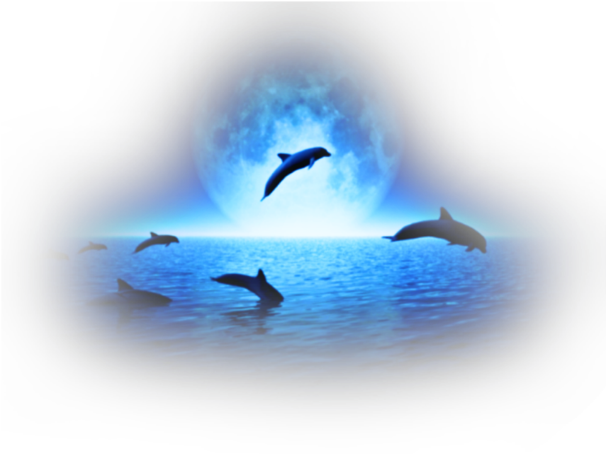 #dolphin #water #sea #animals #jumping #wild #swiming - Porpoise Clipart (1024x1024), Png Download