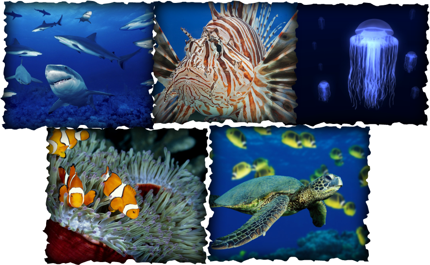 Above Are Pictures Of Sea Animals Off Of Google - Green Sea Turtle Clipart (886x545), Png Download