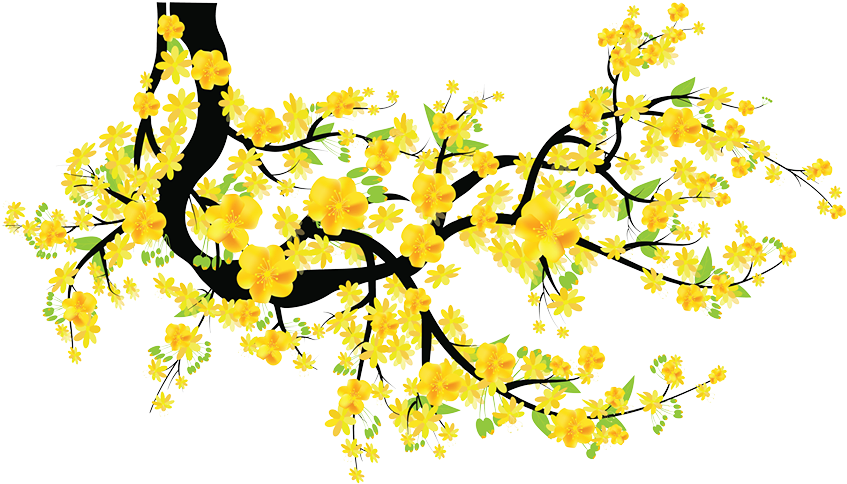 Mai Png - Hoa Mai Vàng Png Clipart (960x640), Png Download