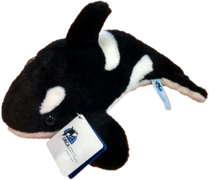Cute Cuddly Killer Whales For Just £15 This Offer Is - Stuffed Toy Clipart (1200x674), Png Download