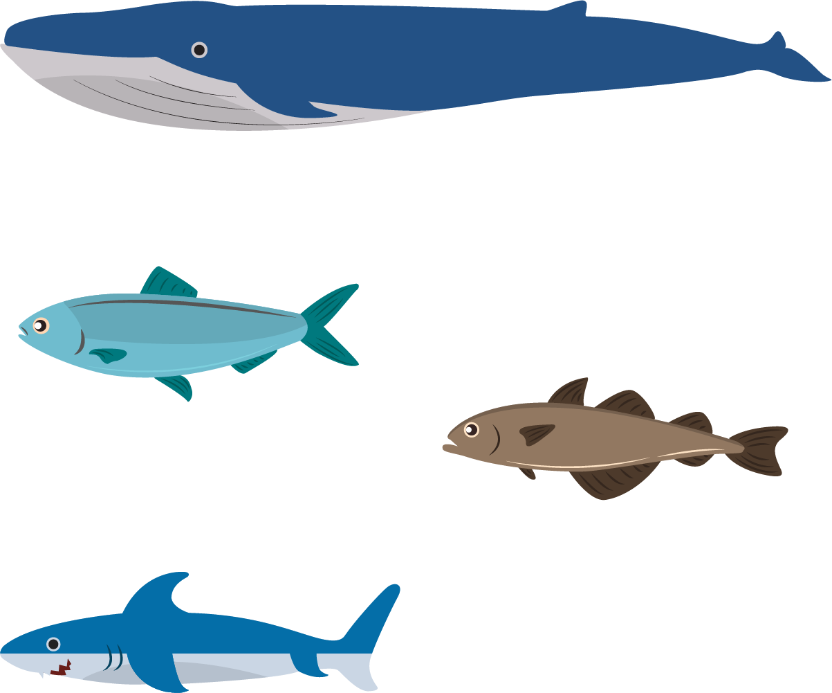 Png Library Library Design Illustration Ocean Transprent - Shark Clipart (1203x1001), Png Download