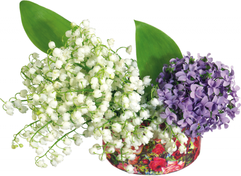 Tubes 1 Mai Pngbonne Journee A Vous Caroline - Lilas Muguet Fleurs Clipart (800x585), Png Download