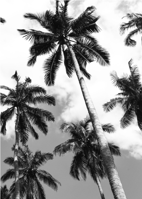 Palm Ii - Attalea Speciosa Clipart (672x672), Png Download