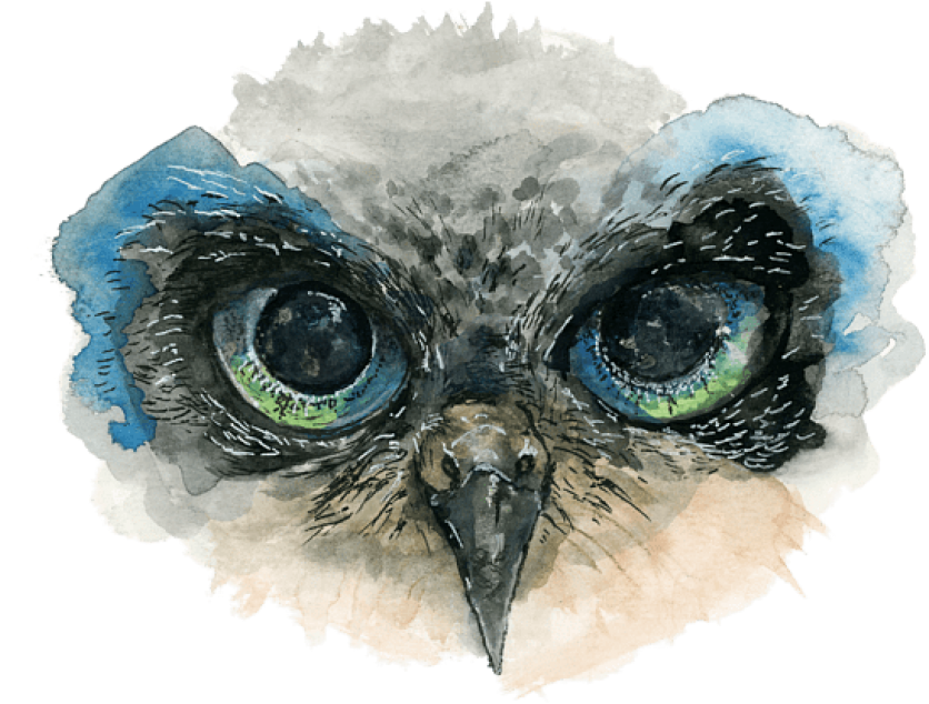 Owl Painting Clipart (850x634), Png Download