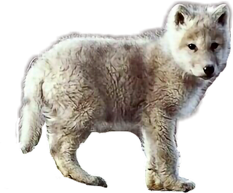 #baby #wolf #animal #wild #wildlife - White Fang As A Cub Clipart (918x918), Png Download