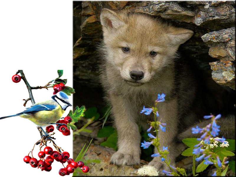 Обсуждение На Liveinternet - Schattige Wolf Pup Clipart (800x600), Png Download