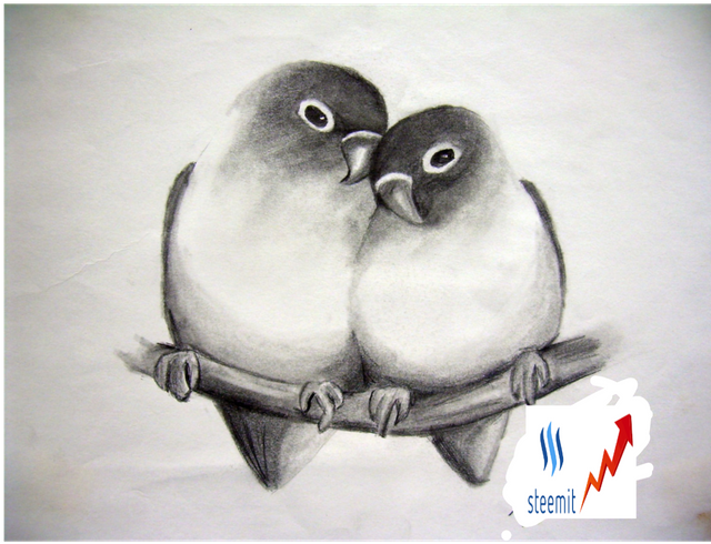 Beautiful Birds Love Birds Sketch - Sketches Of Love Birds Clipart (640x640), Png Download