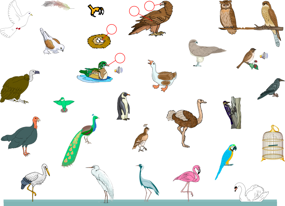 Free Birds - Vocabulary Animal Bird Clipart (991x716), Png Download