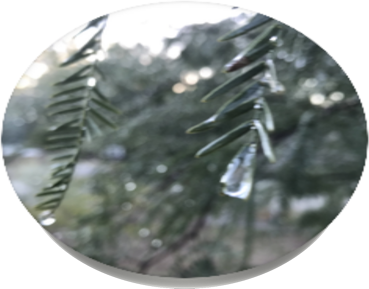 Rainy Tree, Popsockets - Christmas Tree Clipart (989x1000), Png Download