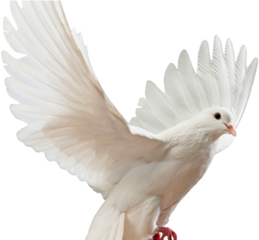 Turtle Dove Clipart Pigon - Picsart Bird Png For Editing Transparent Png (640x480), Png Download