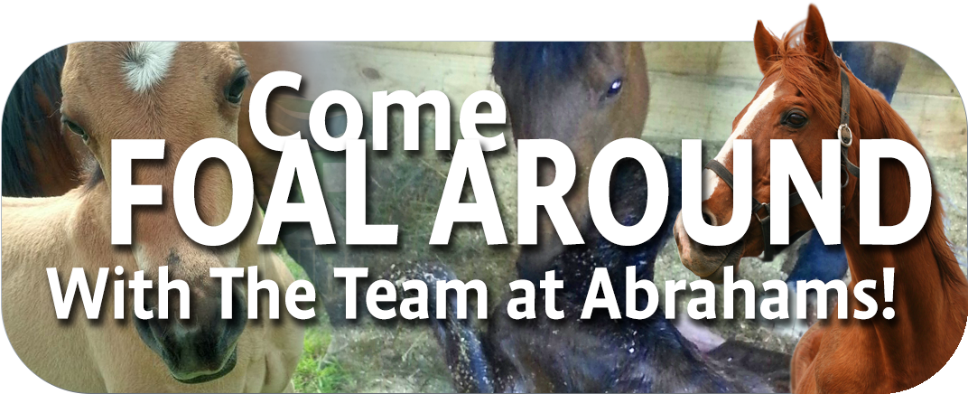 Abrahams Slider Foal - Filtering Software Clipart (1244x443), Png Download