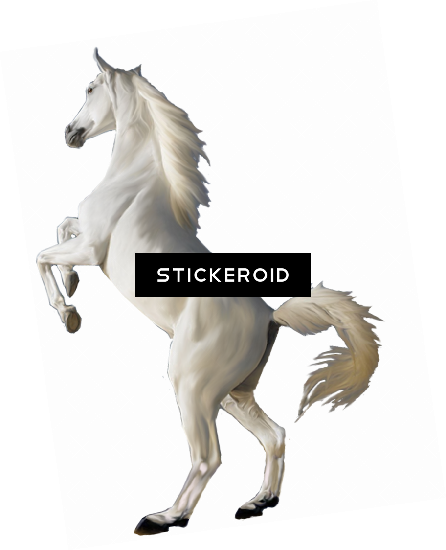 White Horse Png - Png Background Hd Animals Clipart (912x1124), Png Download