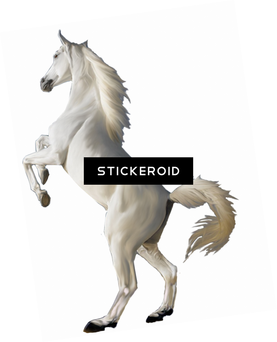 White Horse Png Png Background Hd Animals Clipart Large Size Png Image PikPng