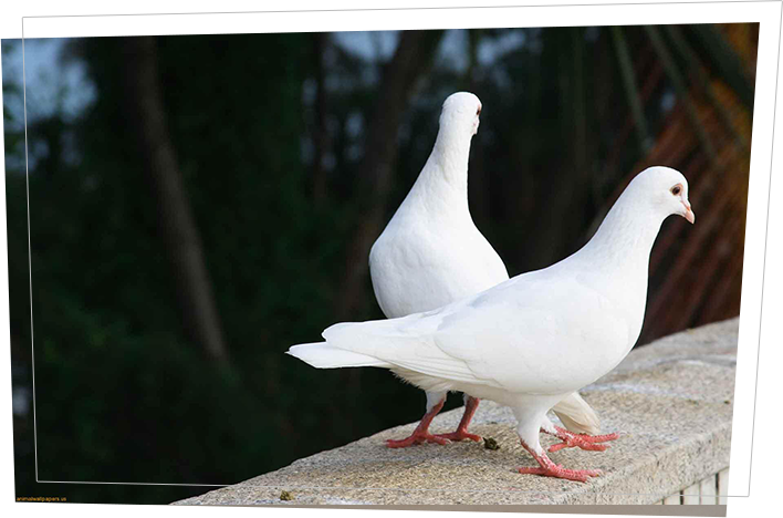 Doves - Love In Nature Hd Clipart (708x468), Png Download
