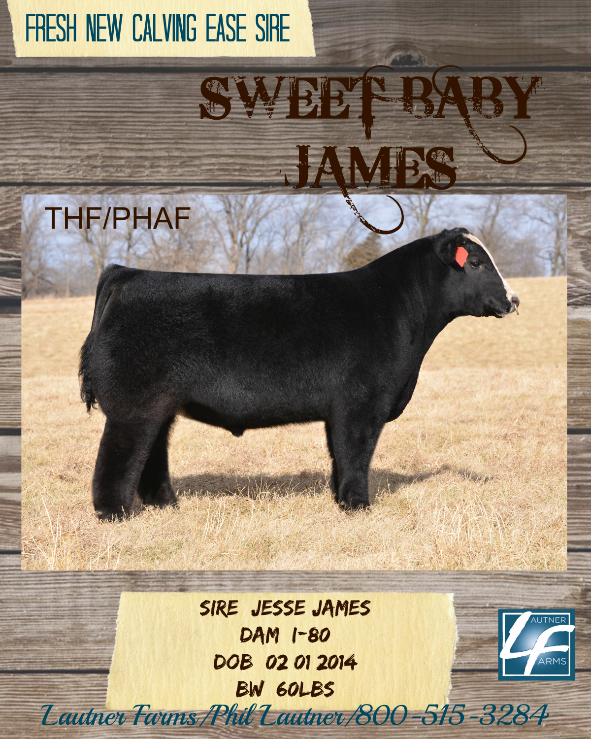 Sweet Baby James Ad - Sweet Baby James Bull Clipart (1200x1500), Png Download