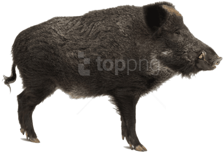 Wild Boar Side View Clipart (851x598), Png Download