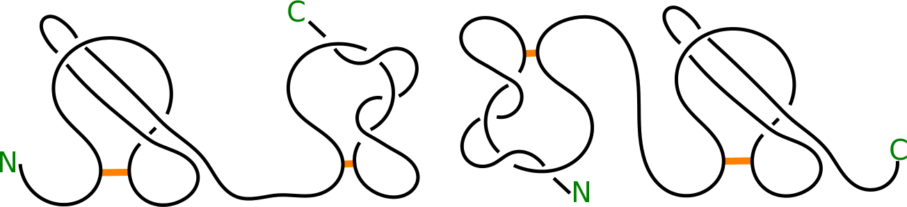 4 Schematic Depiction Of Proteins With L2 Ls And Ls - Line Art Clipart (1304x298), Png Download