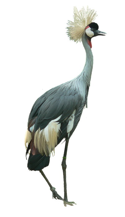 Crowned Crane Bird Cutout Isolated Large - Head Clipart (702x720), Png Download