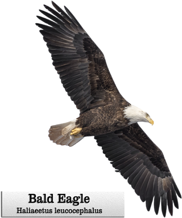 Click And Drag To Re-position The Image, If Desired - Bald Eagle Clipart (600x583), Png Download