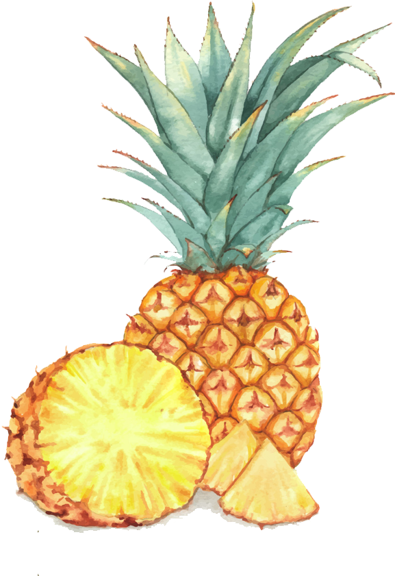 Watercolor Painting Illustration A Transprent Png Free - Watercolor Painting Of Pineapple Clipart (577x841), Png Download