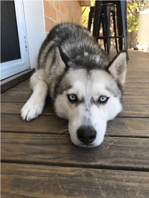 Photo Of Skye - Sakhalin Husky Clipart (638x638), Png Download