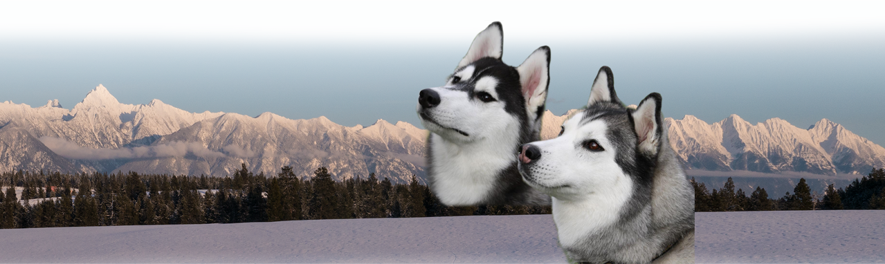 Fisher With Kuvuk Dogs - Sakhalin Husky Clipart (1279x382), Png Download