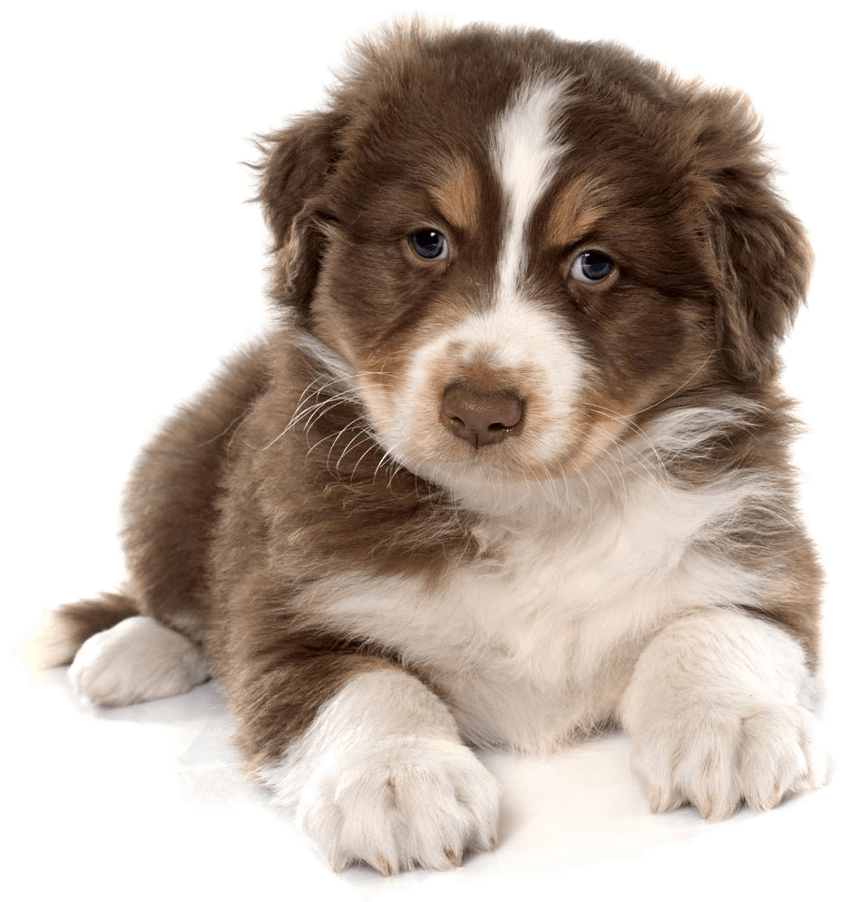 Siberian Husky Puppy Cat Pet Carrier Cute Dog 1100 - Cute Dog Png Clipart (1100x1100), Png Download