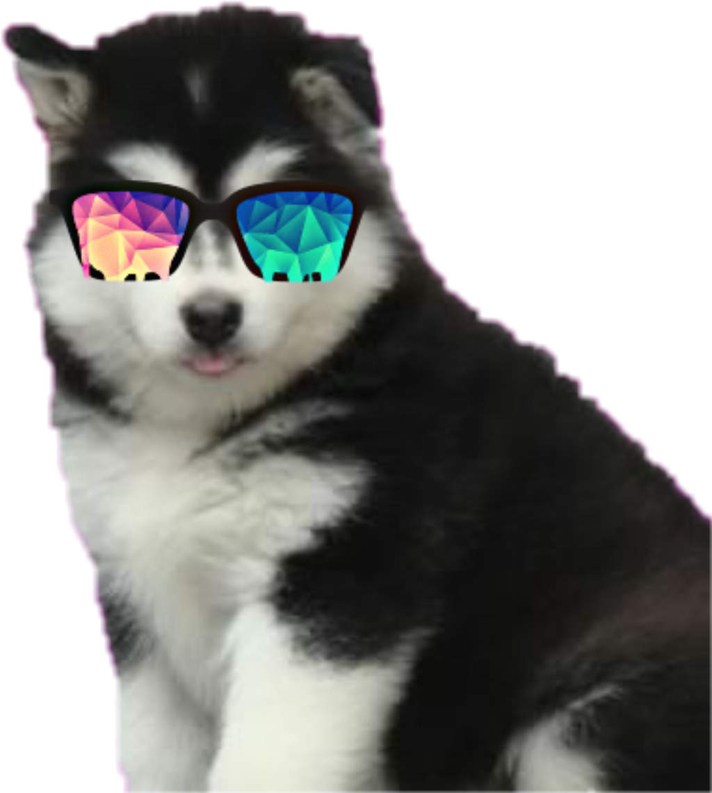 #puppy #husky - Chó Husky Clipart (1024x1141), Png Download