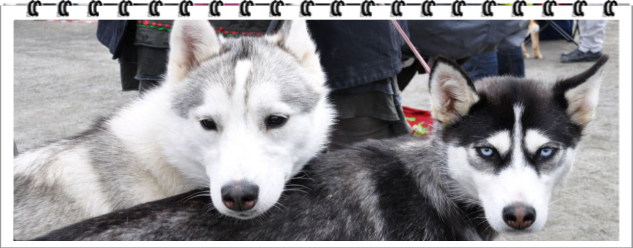 Siberian Huskies Are Very High Energy Very High Active - Miniature Siberian Husky Clipart (920x361), Png Download