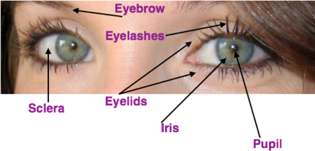 Eye Anatomy Kinder Labled - Eyelash Extensions Clipart (1024x505), Png Download