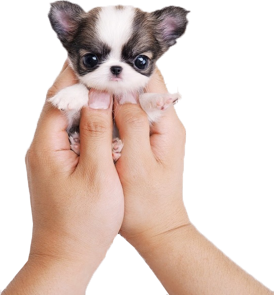 Kisspng Chihuahua Siberian Husky Puppy Cat Cuteness - Very Cute Puppies Clipart (540x581), Png Download