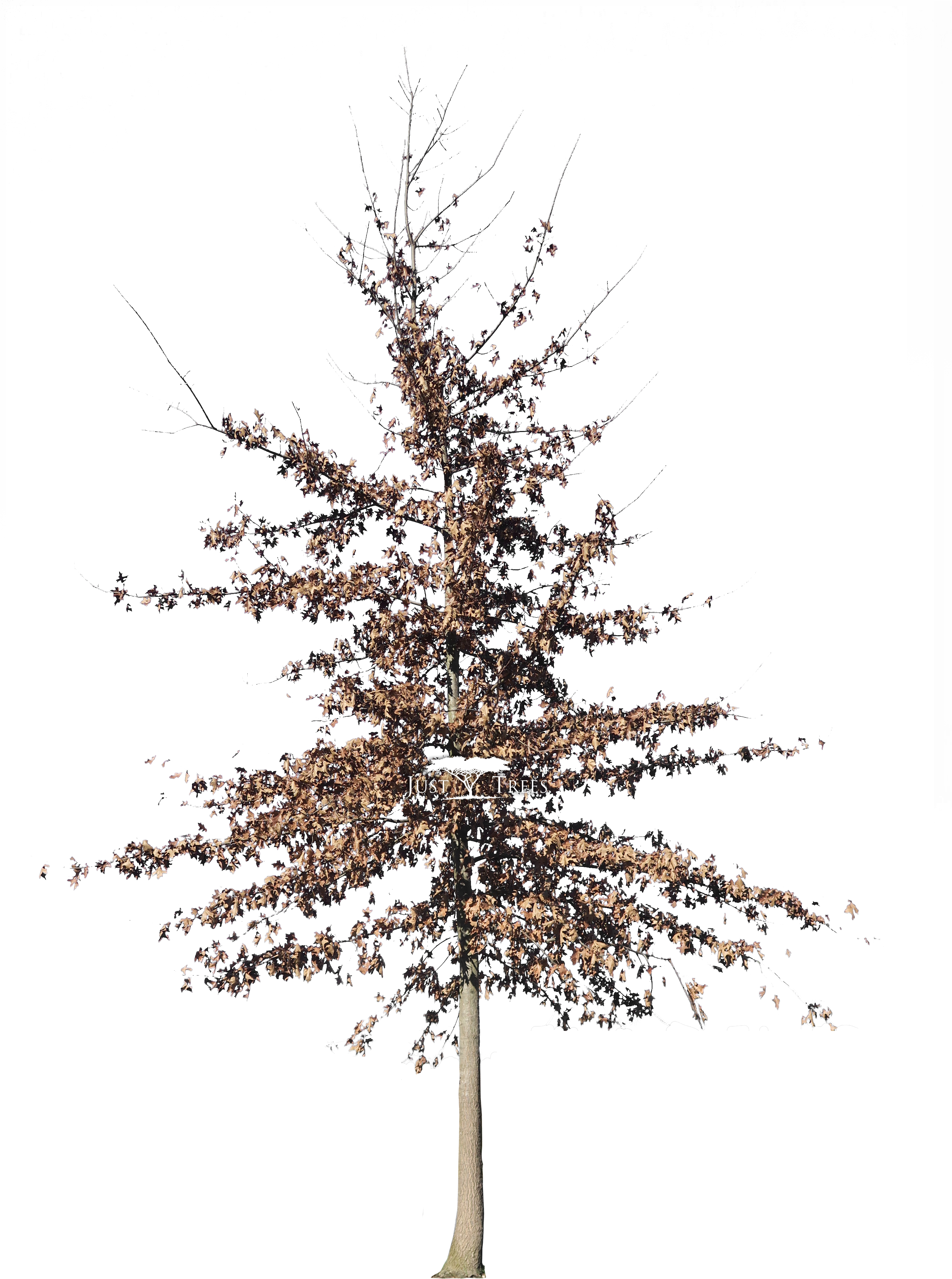 Quercus Palustris - White Pine Clipart (2732x3836), Png Download