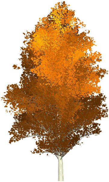 Aspen Tree Png - Drzewa Jesien Png Clipart (720x720), Png Download