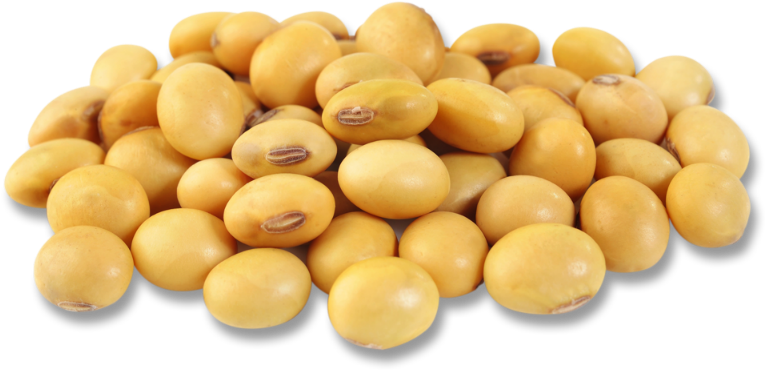 Soybean Png - Soybean Clipart (800x445), Png Download