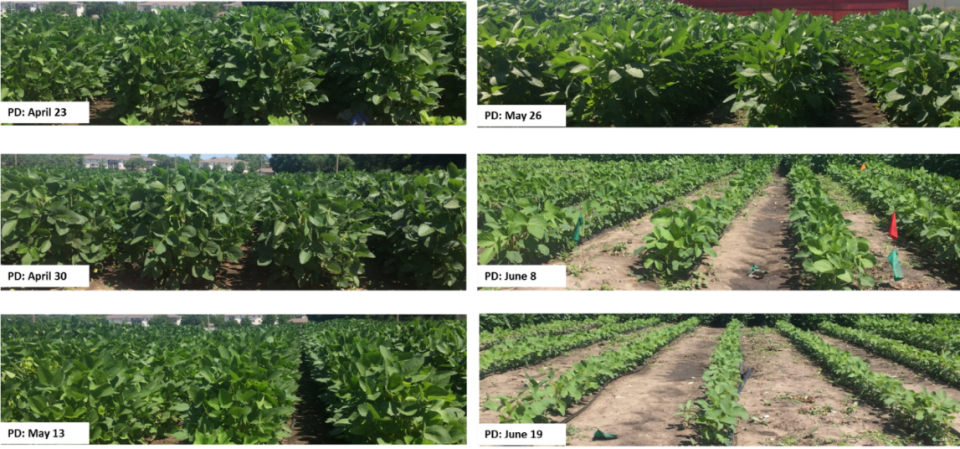 Canopy Cover In Early July For Each Planting Date In - Soybean Canopy Clipart (960x449), Png Download