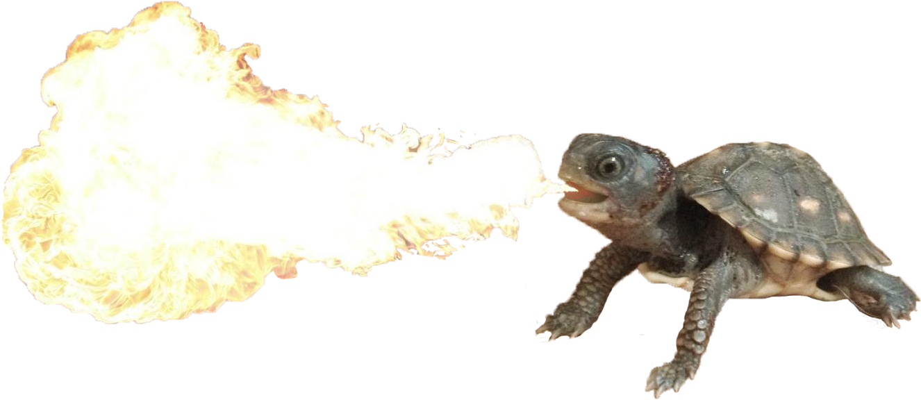 Fire Breathing Turtle - Fire Breathing Turtle Dragon Clipart (1356x614), Png Download
