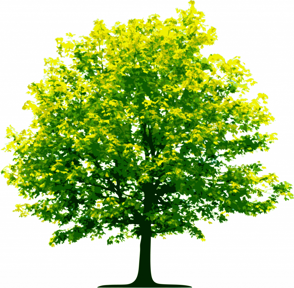 High Resolution Trees Png Clipart (1024x1004), Png Download