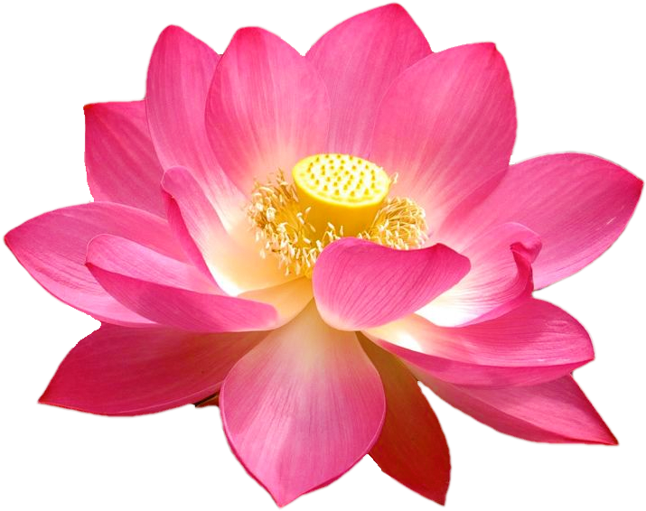 Lotus Blossom Via Xephronn Venerius On Tumblr - Lotus Flowers Transparent Background Clipart (768x768), Png Download