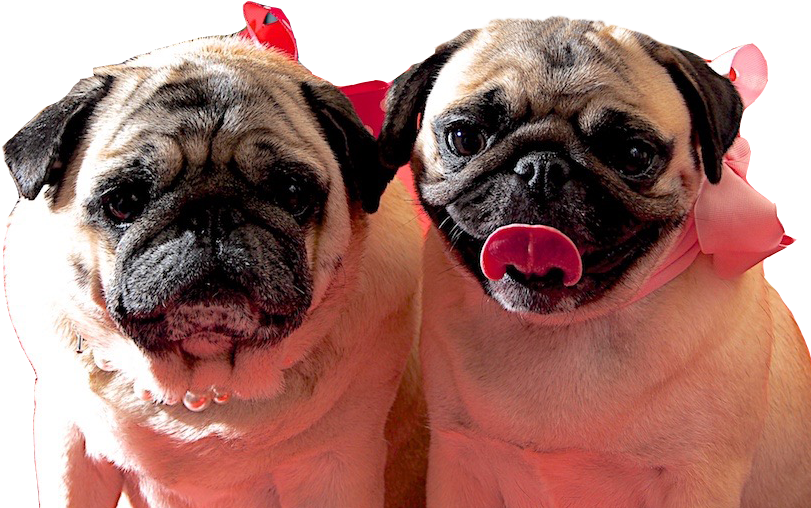 Pug Clipart (1024x768), Png Download