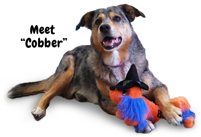 Grooming - Dog Yawns Clipart (713x472), Png Download