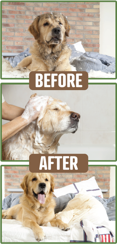 Pamper Your Pet - Chó Bị Bệnh Giun Móc Clipart (455x792), Png Download