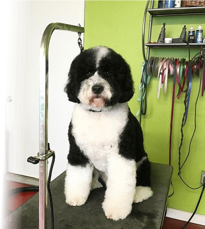 Grooming - Companion Dog Clipart (749x740), Png Download