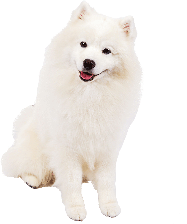 American Eskimo Dog Transparent Clipart (1170x780), Png Download