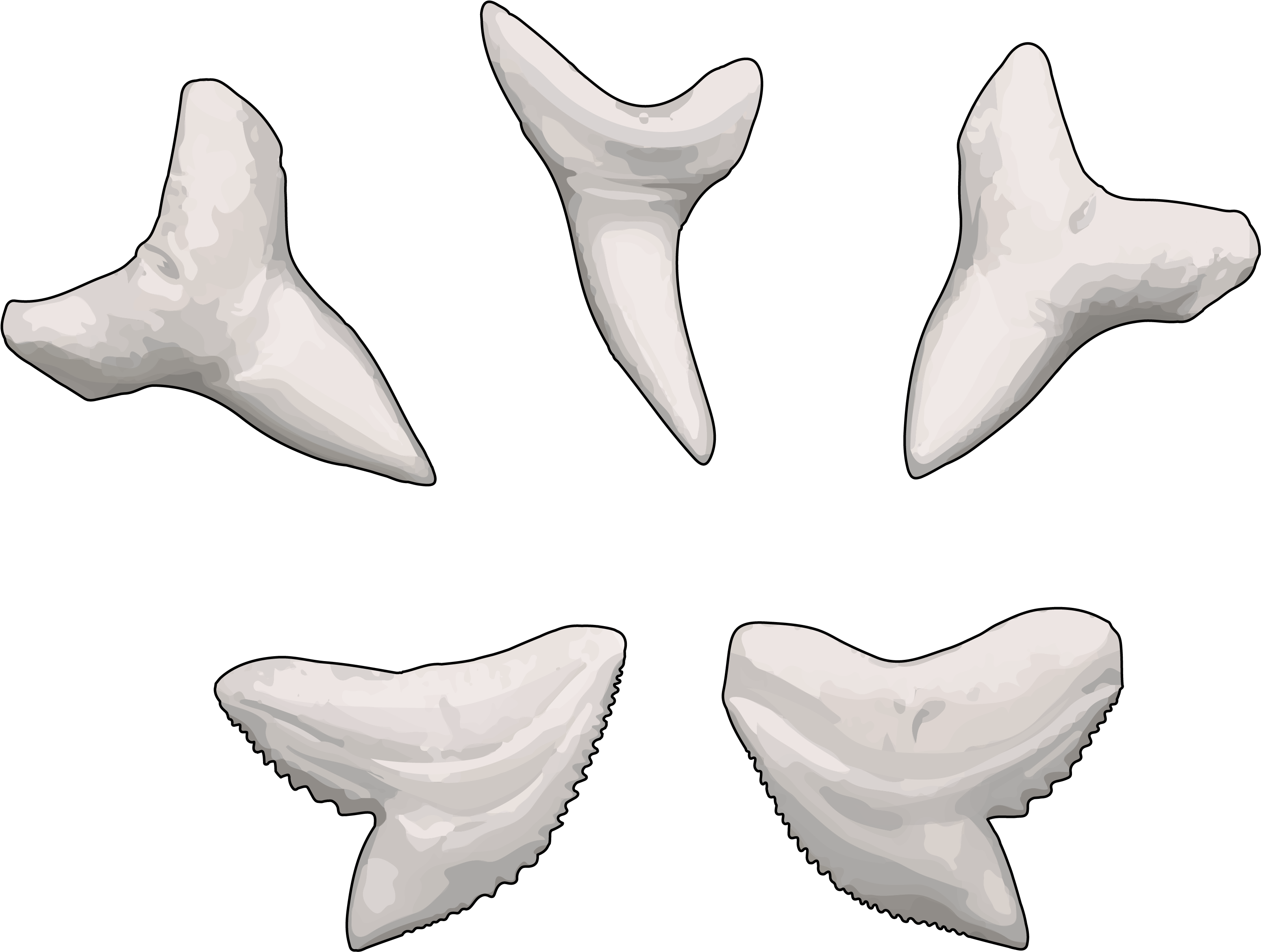 Tiburón Azul - Diente De Tiburon Azul Clipart (3508x2480), Png Download