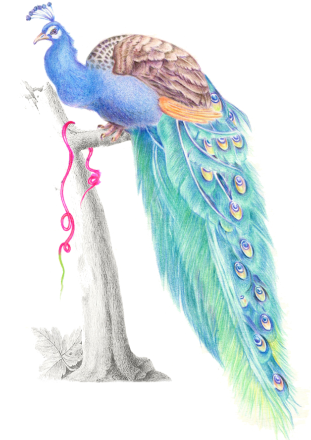 Mq Blue Birds Bird Peacock Watercolor - Turkey Clipart (628x887), Png Download