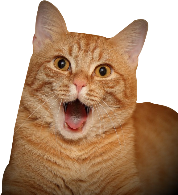 Cat Tongue Png - Surprised Cat Png Clipart (658x658), Png Download