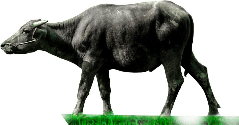 Animals Clipart Png,cartoon Animals Png,cute Animal - Carabao Png Transparent Png (946x498), Png Download