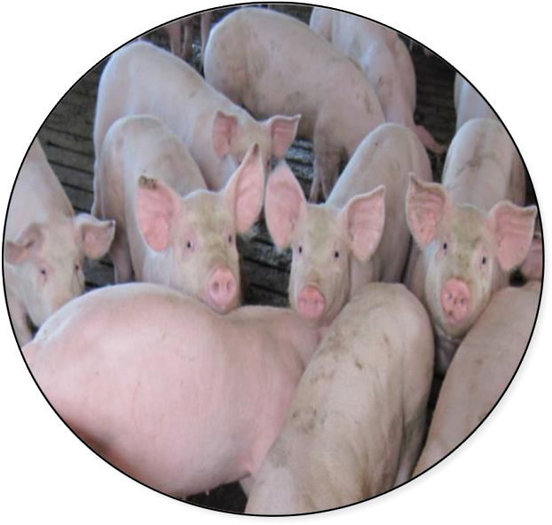 The Average Farmgate Price Of Hogs Upgraded For Slaughter - Philippine Pig Clipart (635x600), Png Download